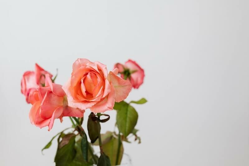 Alternatives to Sending Sympathy Flowers